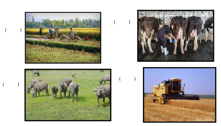 alternativa sobre agricultura familiar comercial e pecuária intensiva e extensiva